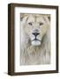 RF - White lion (Panthera leo) male, portrait of head. Captive, Netherlands.-Edwin Giesbers-Framed Photographic Print