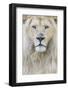 RF - White lion (Panthera leo) male, portrait of head. Captive, Netherlands.-Edwin Giesbers-Framed Photographic Print