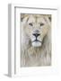 RF - White lion (Panthera leo) male, portrait of head. Captive, Netherlands.-Edwin Giesbers-Framed Photographic Print