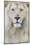 RF - White lion (Panthera leo) male, portrait of head. Captive, Netherlands.-Edwin Giesbers-Mounted Photographic Print