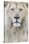 RF - White lion (Panthera leo) male, portrait of head. Captive, Netherlands.-Edwin Giesbers-Stretched Canvas