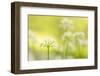 RF - Wild garlic/Ramson flowerts (Allium ursinum) Valency Valley, Boscastle, Cornwall, UK-Ross Hoddinott-Framed Photographic Print
