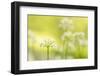 RF - Wild garlic/Ramson flowerts (Allium ursinum) Valency Valley, Boscastle, Cornwall, UK-Ross Hoddinott-Framed Photographic Print