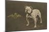 Rfc WW1 Bulldog Postcard-null-Mounted Photographic Print