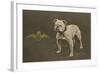 Rfc WW1 Bulldog Postcard-null-Framed Photographic Print
