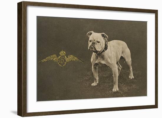 Rfc WW1 Bulldog Postcard-null-Framed Photographic Print