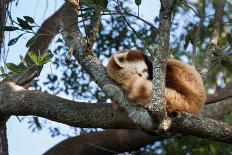 Sleeping Red Panda-rghenry-Photographic Print