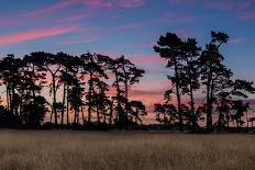 Sundown Old Pine Trees-rghenry-Photographic Print