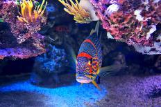 Exotic Colorful Fish among Rocks with Corals on the Bottom in Famous Aquarium of Monaco.-rglinsky-Framed Photographic Print