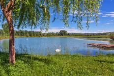 Tree, Green Grass and Small Lake on Background in Piedmont, Northern Italy.-rglinsky-Photographic Print