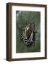 Rhabdotis Sobrina (Flower Beetle)-Paul Starosta-Framed Photographic Print