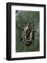 Rhabdotis Sobrina (Flower Beetle)-Paul Starosta-Framed Photographic Print