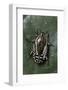 Rhabdotis Sobrina (Flower Beetle)-Paul Starosta-Framed Photographic Print