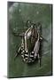 Rhabdotis Sobrina (Flower Beetle)-Paul Starosta-Mounted Photographic Print