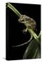 Rhacodactylus Auriculatus (Gargoyle Gecko)-Paul Starosta-Stretched Canvas