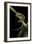 Rhacodactylus Auriculatus (Gargoyle Gecko)-Paul Starosta-Framed Photographic Print