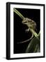 Rhacodactylus Auriculatus (Gargoyle Gecko)-Paul Starosta-Framed Photographic Print