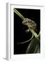 Rhacodactylus Auriculatus (Gargoyle Gecko)-Paul Starosta-Framed Photographic Print