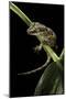 Rhacodactylus Auriculatus (Gargoyle Gecko)-Paul Starosta-Mounted Photographic Print