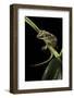Rhacodactylus Auriculatus (Gargoyle Gecko)-Paul Starosta-Framed Photographic Print