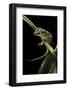 Rhacodactylus Auriculatus (Gargoyle Gecko)-Paul Starosta-Framed Photographic Print