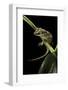 Rhacodactylus Auriculatus (Gargoyle Gecko)-Paul Starosta-Framed Photographic Print