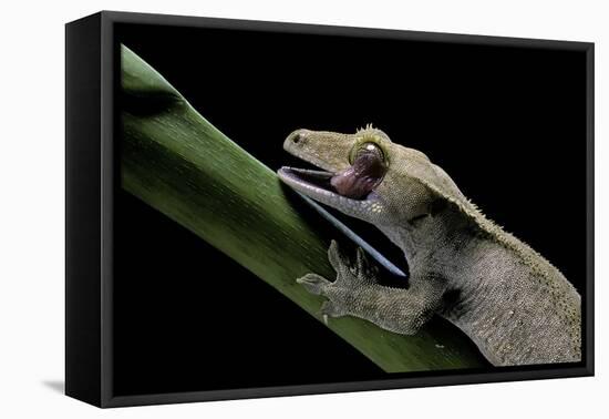 Rhacodactylus Ciliatus (Eyelash Gecko) - Cleaning its Eye-Paul Starosta-Framed Stretched Canvas