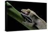 Rhacodactylus Ciliatus (Eyelash Gecko) - Cleaning its Eye-Paul Starosta-Stretched Canvas