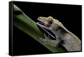 Rhacodactylus Ciliatus (Eyelash Gecko) - Cleaning its Eye-Paul Starosta-Framed Stretched Canvas