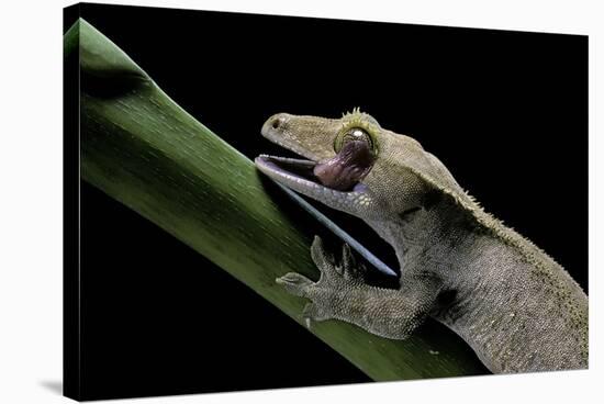 Rhacodactylus Ciliatus (Eyelash Gecko) - Cleaning its Eye-Paul Starosta-Stretched Canvas