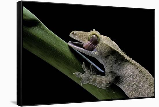 Rhacodactylus Ciliatus (Eyelash Gecko) - Cleaning its Eye-Paul Starosta-Framed Stretched Canvas