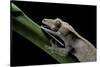 Rhacodactylus Ciliatus (Eyelash Gecko) - Cleaning its Eye-Paul Starosta-Stretched Canvas