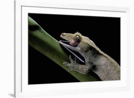 Rhacodactylus Ciliatus (Eyelash Gecko) - Cleaning its Eye-Paul Starosta-Framed Photographic Print