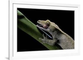 Rhacodactylus Ciliatus (Eyelash Gecko) - Cleaning its Eye-Paul Starosta-Framed Photographic Print