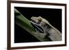 Rhacodactylus Ciliatus (Eyelash Gecko) - Cleaning its Eye-Paul Starosta-Framed Photographic Print