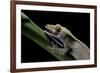 Rhacodactylus Ciliatus (Eyelash Gecko) - Cleaning its Eye-Paul Starosta-Framed Photographic Print