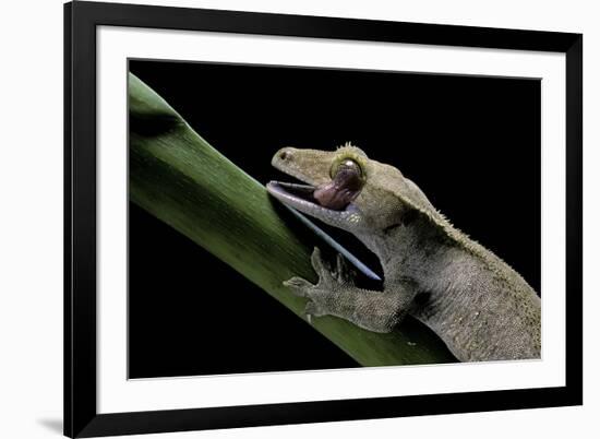 Rhacodactylus Ciliatus (Eyelash Gecko) - Cleaning its Eye-Paul Starosta-Framed Photographic Print