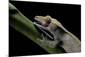 Rhacodactylus Ciliatus (Eyelash Gecko) - Cleaning its Eye-Paul Starosta-Mounted Photographic Print