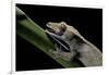 Rhacodactylus Ciliatus (Eyelash Gecko) - Cleaning its Eye-Paul Starosta-Framed Photographic Print