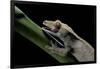 Rhacodactylus Ciliatus (Eyelash Gecko) - Cleaning its Eye-Paul Starosta-Framed Photographic Print