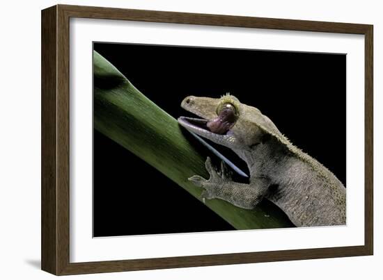 Rhacodactylus Ciliatus (Eyelash Gecko) - Cleaning its Eye-Paul Starosta-Framed Photographic Print