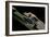 Rhacodactylus Ciliatus (Eyelash Gecko) - Cleaning its Eye-Paul Starosta-Framed Photographic Print