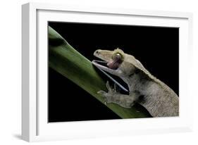 Rhacodactylus Ciliatus (Eyelash Gecko) - Cleaning its Eye-Paul Starosta-Framed Photographic Print