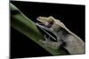 Rhacodactylus Ciliatus (Eyelash Gecko) - Cleaning its Eye-Paul Starosta-Mounted Photographic Print