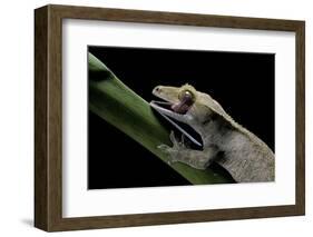 Rhacodactylus Ciliatus (Eyelash Gecko) - Cleaning its Eye-Paul Starosta-Framed Photographic Print