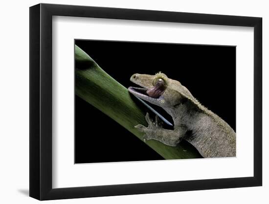 Rhacodactylus Ciliatus (Eyelash Gecko) - Cleaning its Eye-Paul Starosta-Framed Photographic Print