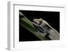 Rhacodactylus Ciliatus (Eyelash Gecko) - Cleaning its Eye-Paul Starosta-Framed Photographic Print