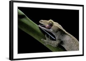 Rhacodactylus Ciliatus (Eyelash Gecko) - Cleaning its Eye-Paul Starosta-Framed Photographic Print