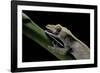 Rhacodactylus Ciliatus (Eyelash Gecko) - Cleaning its Eye-Paul Starosta-Framed Photographic Print