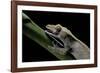 Rhacodactylus Ciliatus (Eyelash Gecko) - Cleaning its Eye-Paul Starosta-Framed Photographic Print